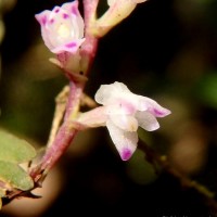 Podochilus malabaricus Wight